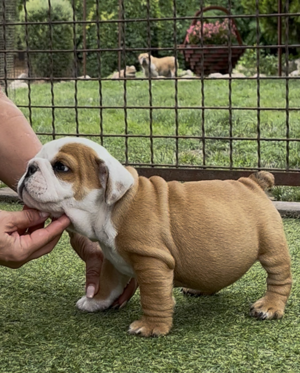 Samson English Bulldog