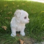 Samuel-male-maltese-puppy-for-sale- (1)