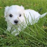 Sedrick Maltese