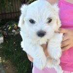 Samuel-male-maltese-puppy-for-sale- (3)