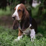 Sancho-male-basset-hound-puppy-for-sale-1 (1)