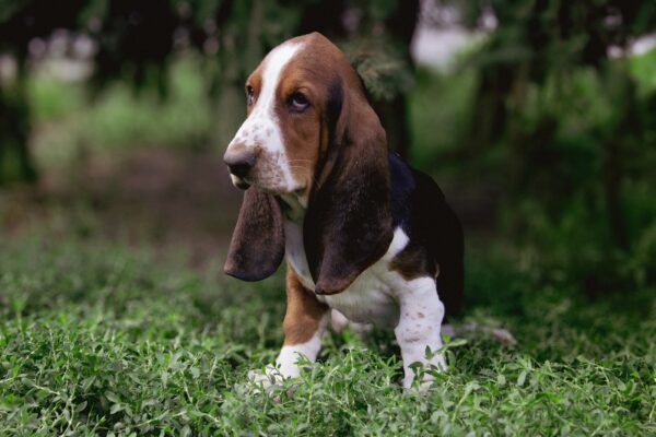 Sancho Basset Hound