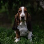Sancho-male-basset-hound-puppy-for-sale-1 (2)