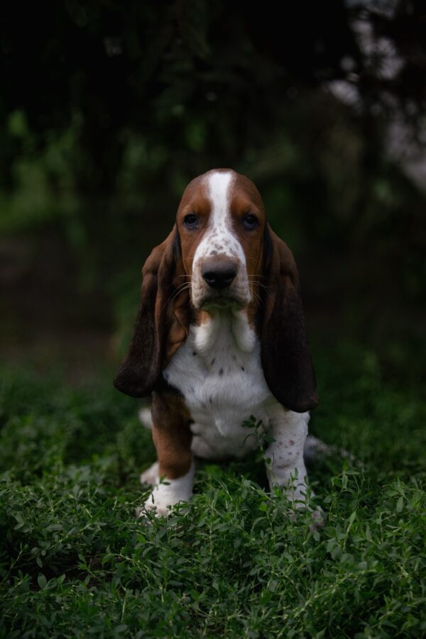 Sancho Basset Hound