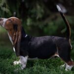 Sancho-male-basset-hound-puppy-for-sale-1 (3)