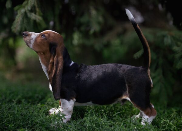 Sancho Basset Hound