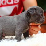 Sarick-male-French-Bulldog-puppy-for-sale-1