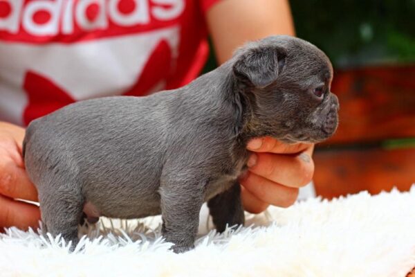 Sarick French Bulldog
