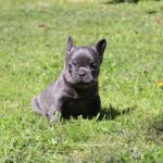 Sarick-male-French-Bulldog-puppy-for-sale-2