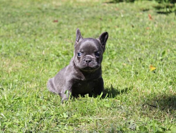 Sarick French Bulldog