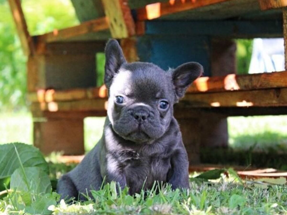 English Bulldog Puppies Price Range French Bulldog Dogs And