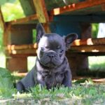 Sarick-male-French-Bulldog-puppy-for-sale-3