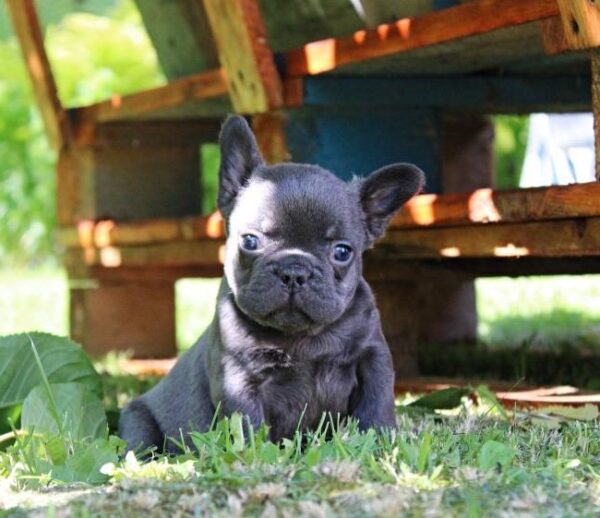 Sarick French Bulldog