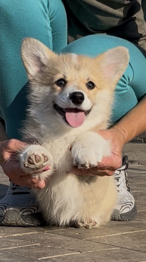 Sarra Welsh Corgi
