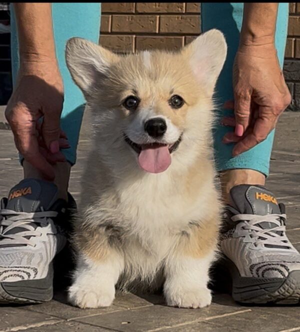 Sarra Welsh Corgi