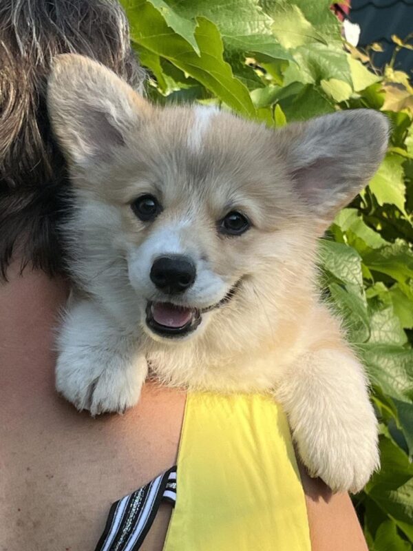 Sarra Welsh Corgi