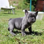 Sayana-female-French-Bulldog-puppy-for-sale-1