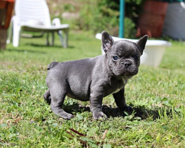 Sayana French Bulldog