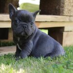 Sayana-female-French-Bulldog-puppy-for-sale-2