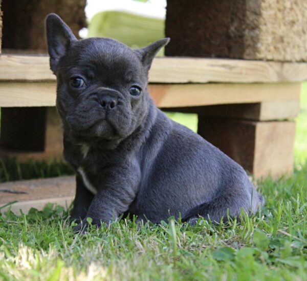 Sayana French Bulldog