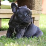 Benjamin French Bulldog