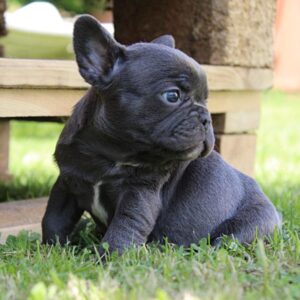 Sayana French Bulldog