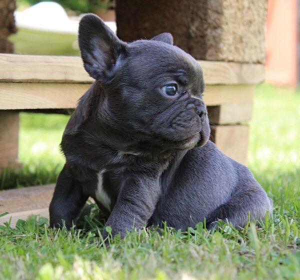 Sayana French Bulldog