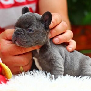 Sayana French Bulldog