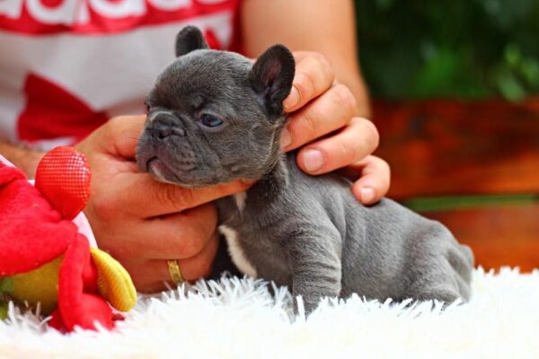 Sayana French Bulldog