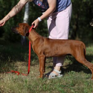 Sayar Rhodesian Ridgeback