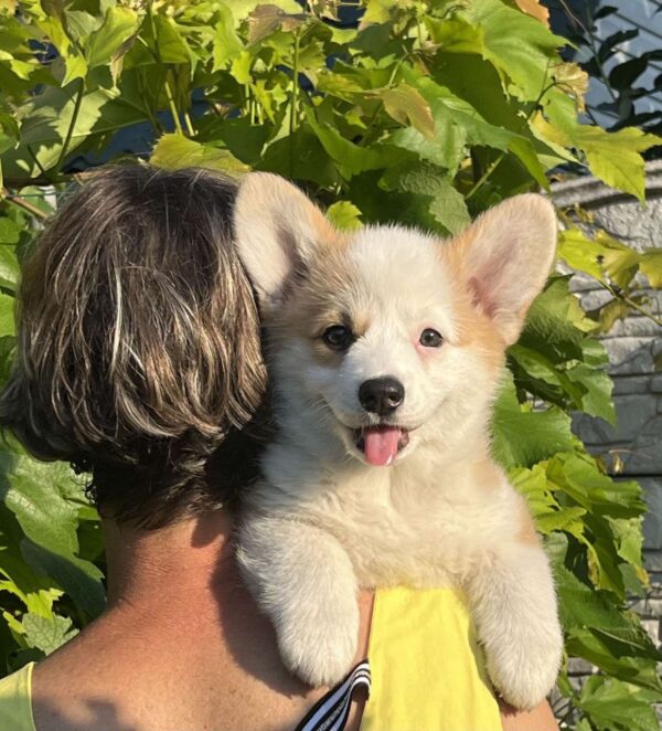 Sayla Welsh Corgi