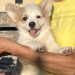 Sarra Welsh Corgi