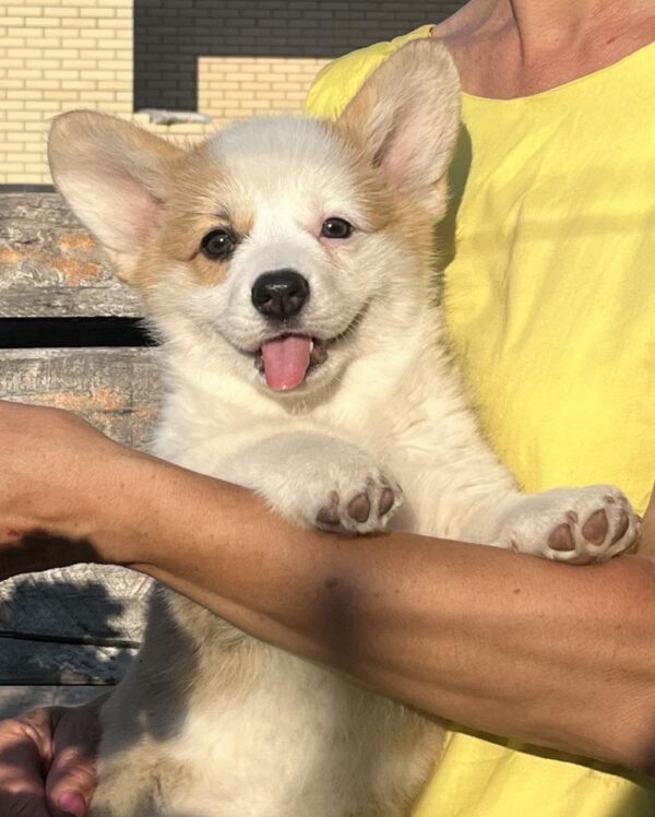 Sayla Welsh Corgi