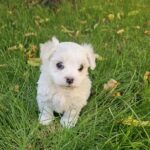 Sedrick-male-maltese-puppy-for-sale- (1)