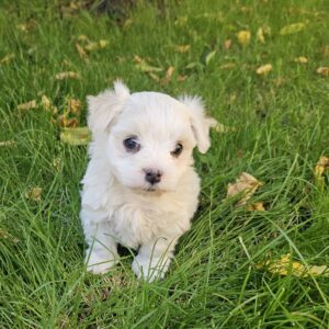 Sedrick Maltese