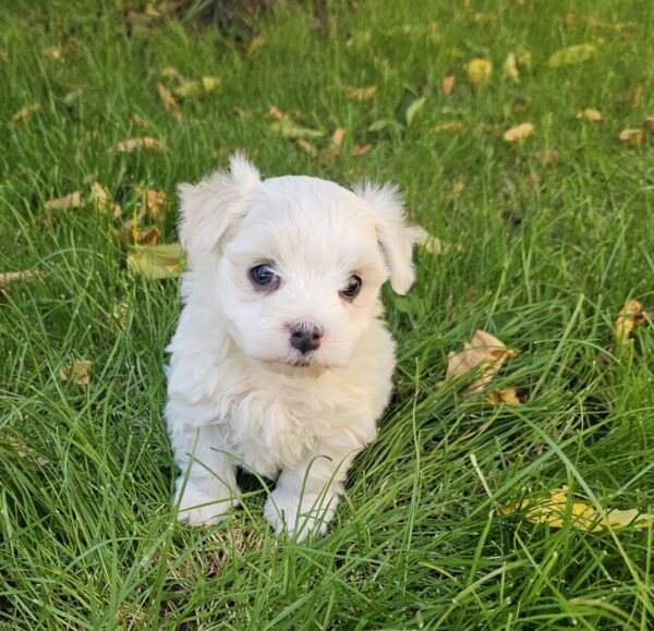 Sedrick Maltese