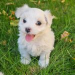 Sedrick-male-maltese-puppy-for-sale- (2)