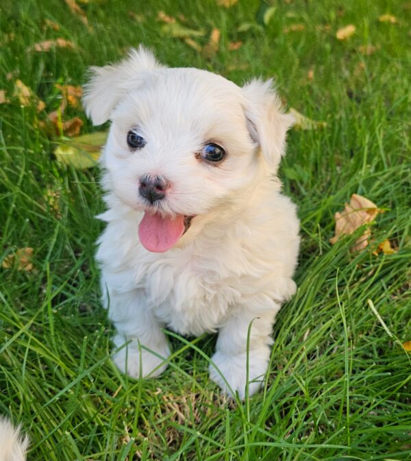 Sedrick Maltese