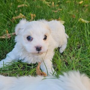 Sedrick Maltese