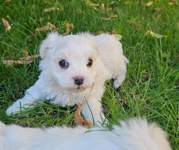 Sedrick Maltese