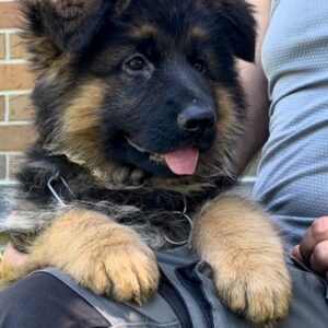 Seona German Shepherd