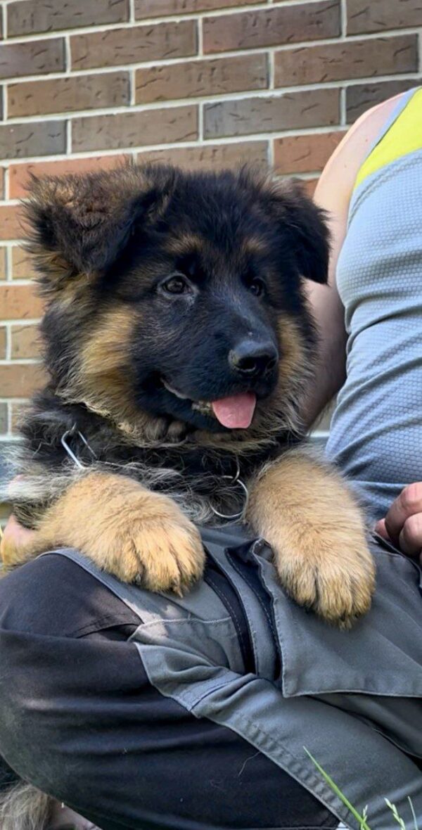 Seona German Shepherd