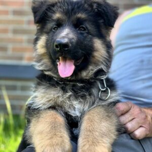 Seona German Shepherd