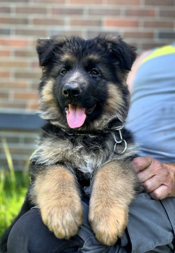 Seona German Shepherd