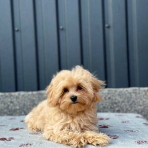 Serafima Maltipoo