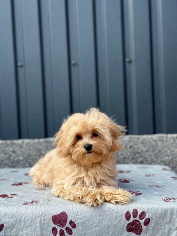 Serafima Maltipoo
