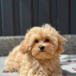 Taya Maltipoo