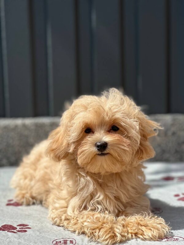 Serafima Maltipoo