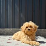 Serafima-female-maltipoo-puppy-for-sale-1 (3)
