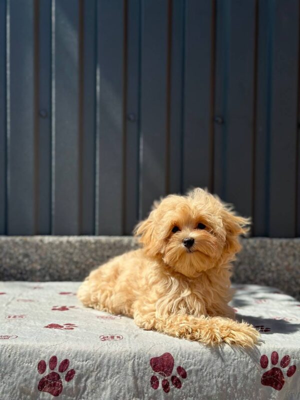 Serafima Maltipoo